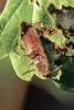 Athous haemorrhoidalis